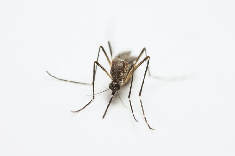 Westnijlvirus in België: wat betekent dit voor de werkvloer?