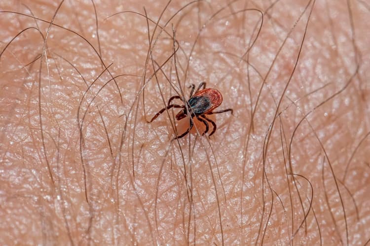 Bescherm jezelf tegen teken, op het werk én daarbuiten